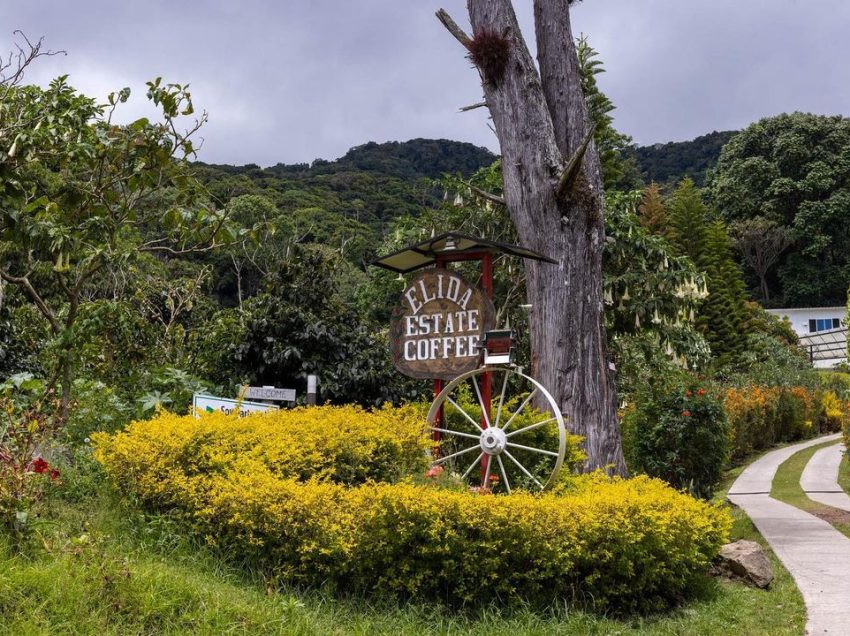 IL CAFFÈ PIÙ COSTOSO AL MONDO: RECORD DI PREZZO PER IL GEISHA PANAMA E L’EVOLUZIONE DEL CAFFÈ SPECIALTY